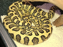 Gravid diamond jungle jaguar