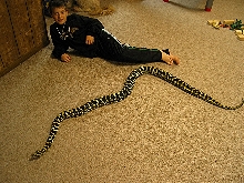 Big Jungle Carpet Python