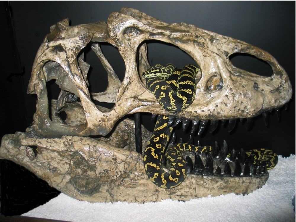 Jurassic Jungle Python