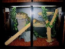 JCP female in CagesbyDesign enclosure