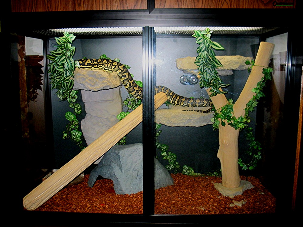 JCP female in CagesbyDesign enclosure