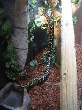 JCP drinking H2O