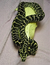 Jungle carpet male on a cow skull