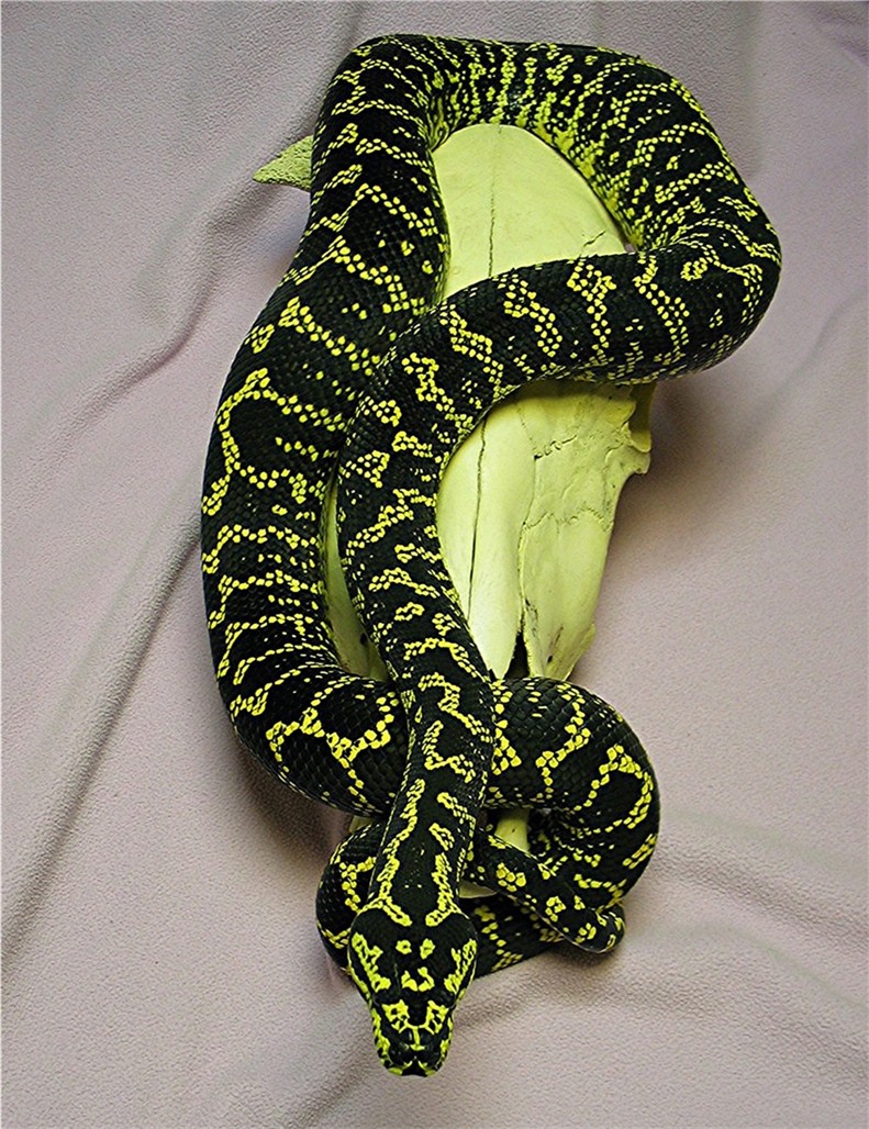 Jungle carpet male on a cow skull