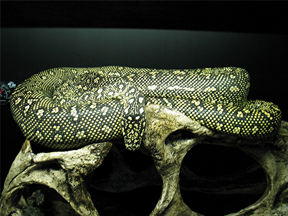 75% diamond jungle male