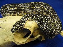 Jungle Diamond cross on a skull 2
