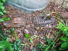 Eastern Box riding alligator