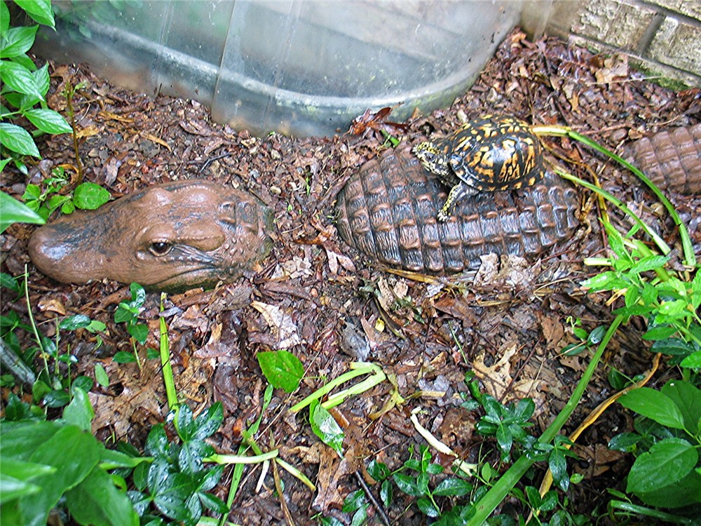 Eastern Box riding alligator