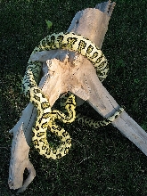 diamond jungle jaguar #3