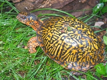 Eastern Box Turtle