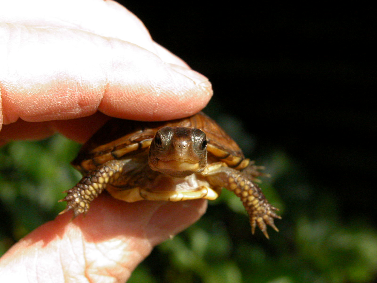 Baby Eastern Box Turtle
