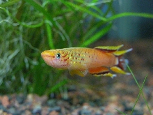 Aphyosemion Australe