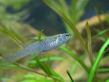 Aphyosemion Chrysti Female