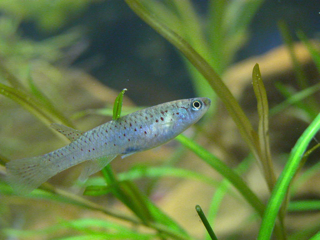Aphyosemion Chrysti Female