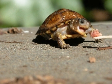 Little guy likes meat.
