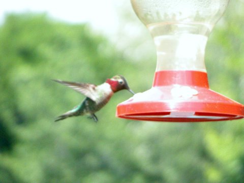 hummingbird