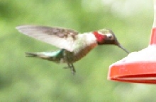 back yard visitor