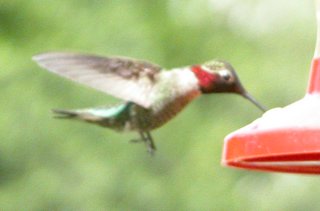 back yard visitor