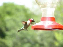 hummingbird