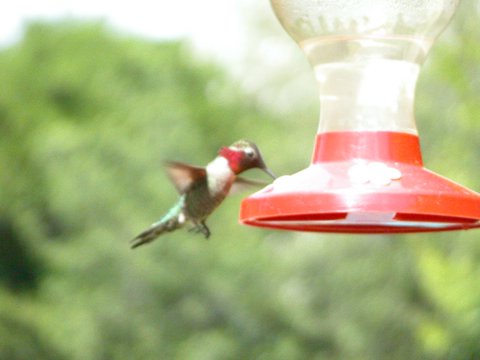 hummingbird