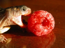 Raspberry in trouble