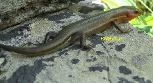 Broad-Headed Skink