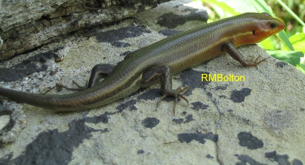 Broad-Headed Skink