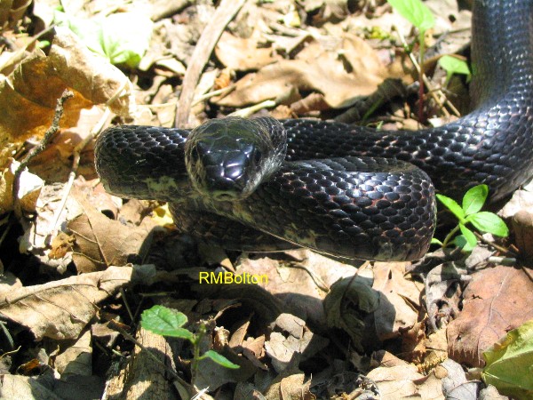 Black Rat Snake
