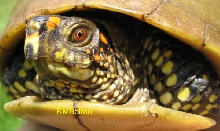 Three-toed Box Turtle