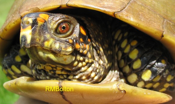 Three-toed Box Turtle