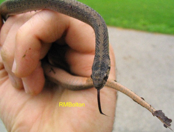 Brown Snake