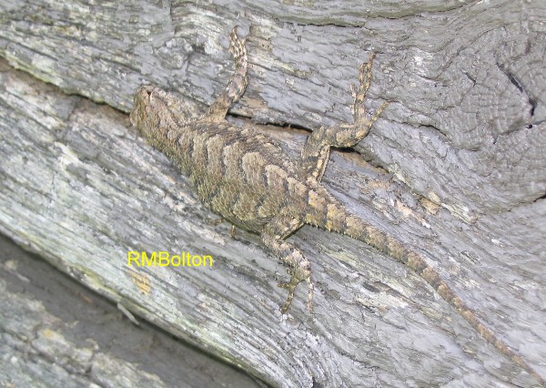Eastern Fence Lizard