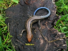 Five-lined Skink