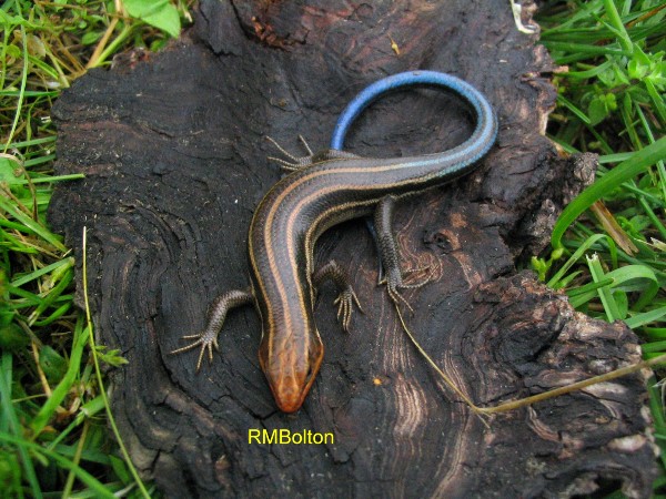 Five-lined Skink