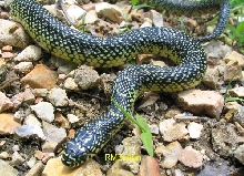 Speckled Kingsnake