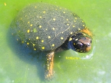 Spotted Turtle
