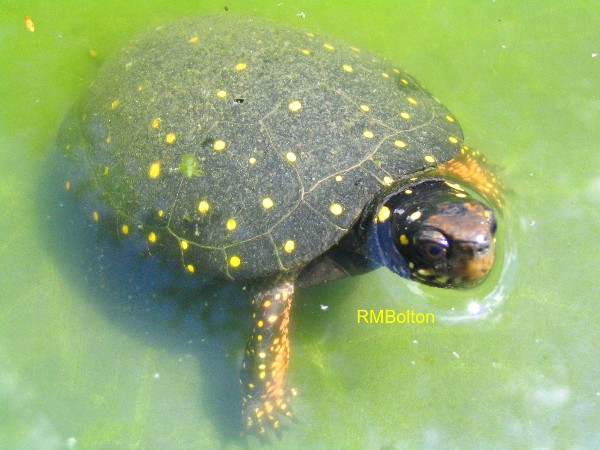 Spotted Turtle