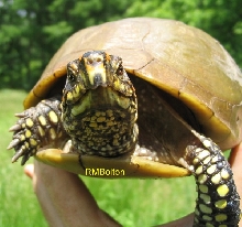 3-Toed Box Turtle