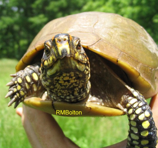 3-Toed Box Turtle