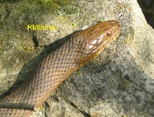 Water Snake