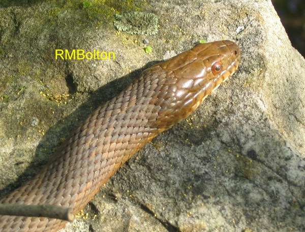Water Snake