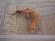 My newest Male