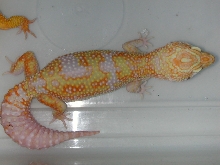 Tremper Giant Albino