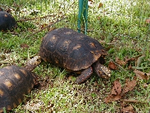 Female
