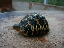 Radiated Tortoise