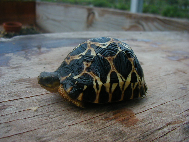 Radiated Tortoise