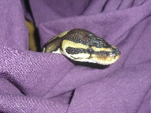 "Q" head shot