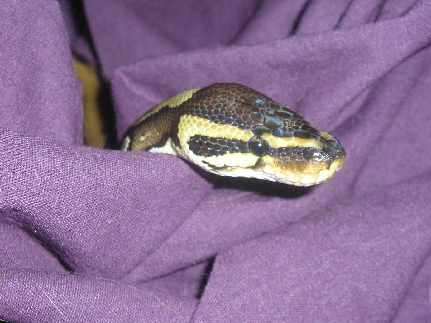"Q" head shot
