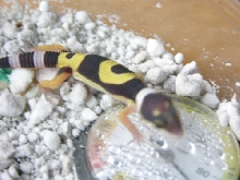 baby leopard gecko