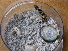 baby leopard gecko